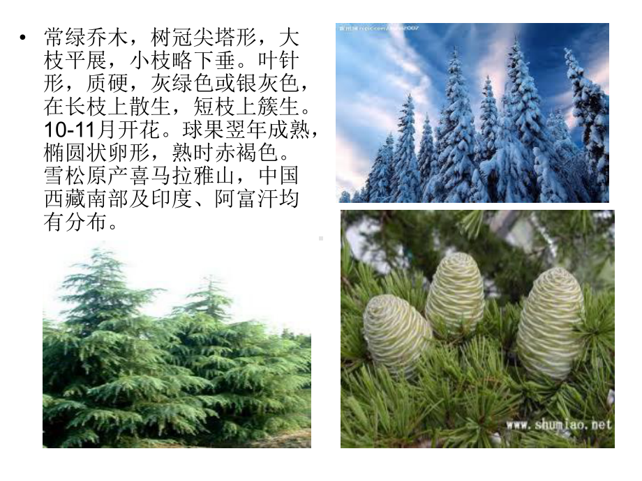 景观植物课件(PPT演示)描述培训课件.ppt_第2页