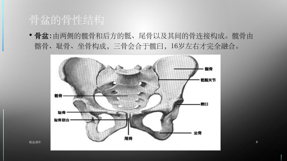 骨盆解剖ppt课件(同名933).ppt_第3页