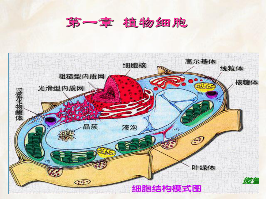 大学植物学课件第一章植物细胞.ppt_第2页