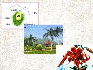 大学植物学课件第一章植物细胞.ppt