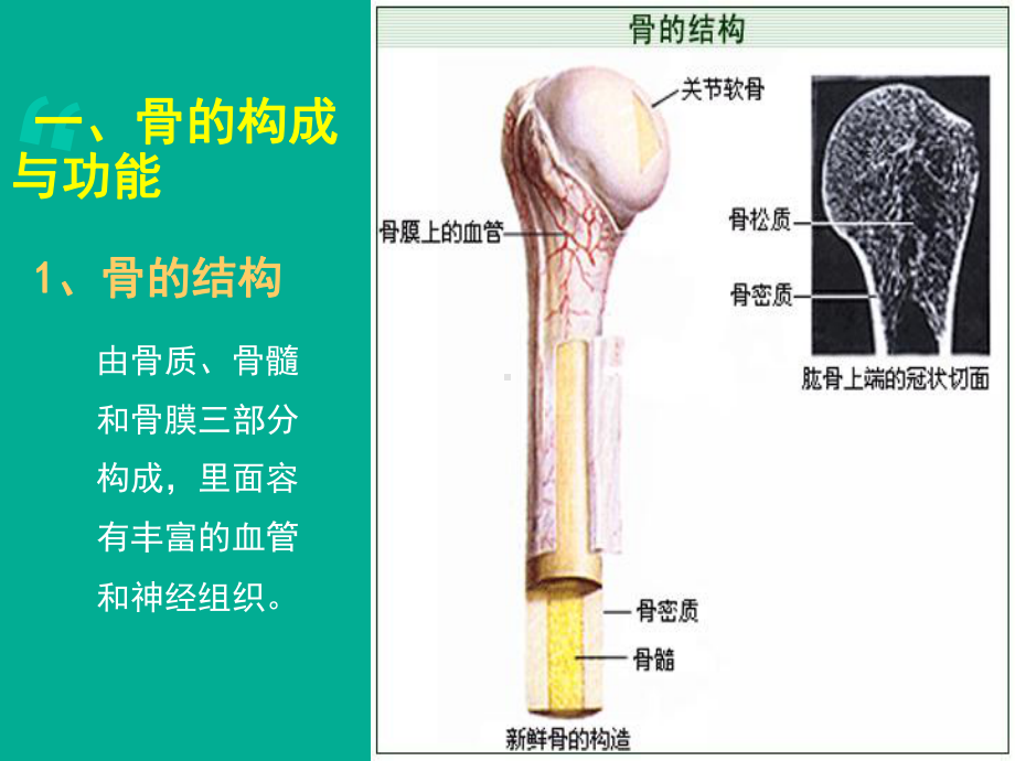 骨骼系统健康知识-ppt课件.ppt_第3页