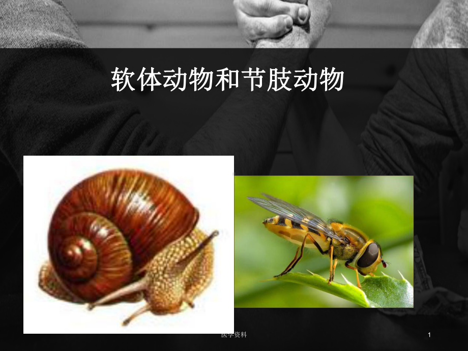 软体动物和节肢动物-ppt课件.ppt_第1页