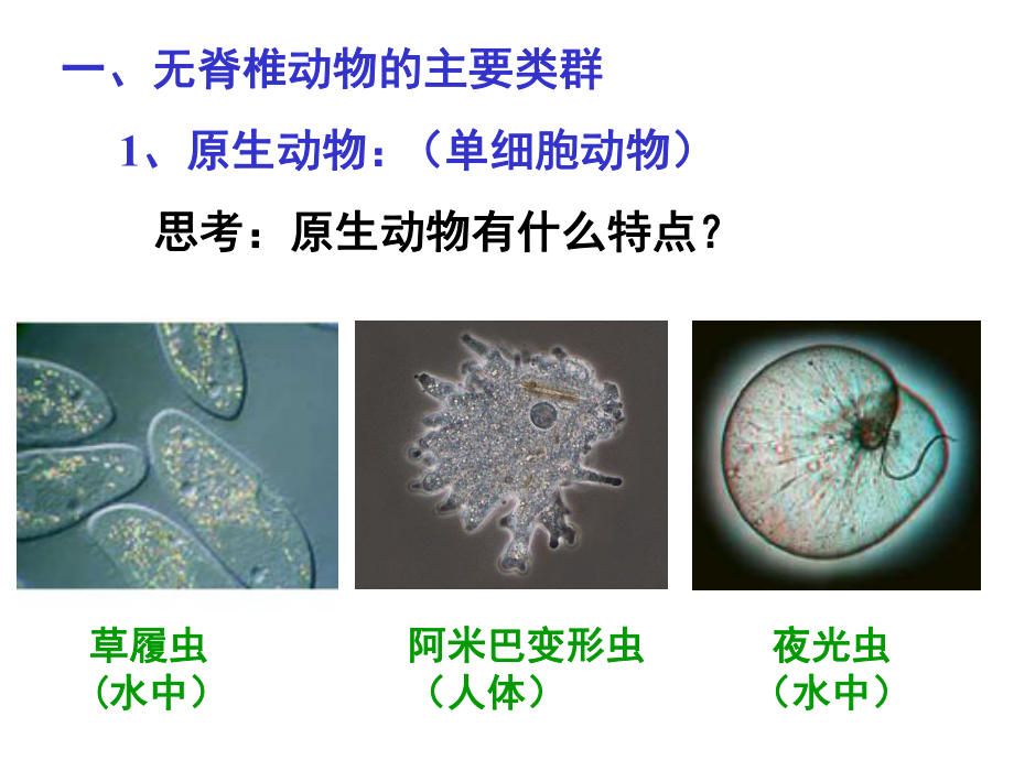 动物的主要类群PPT优秀课件3-北师大版.ppt_第3页