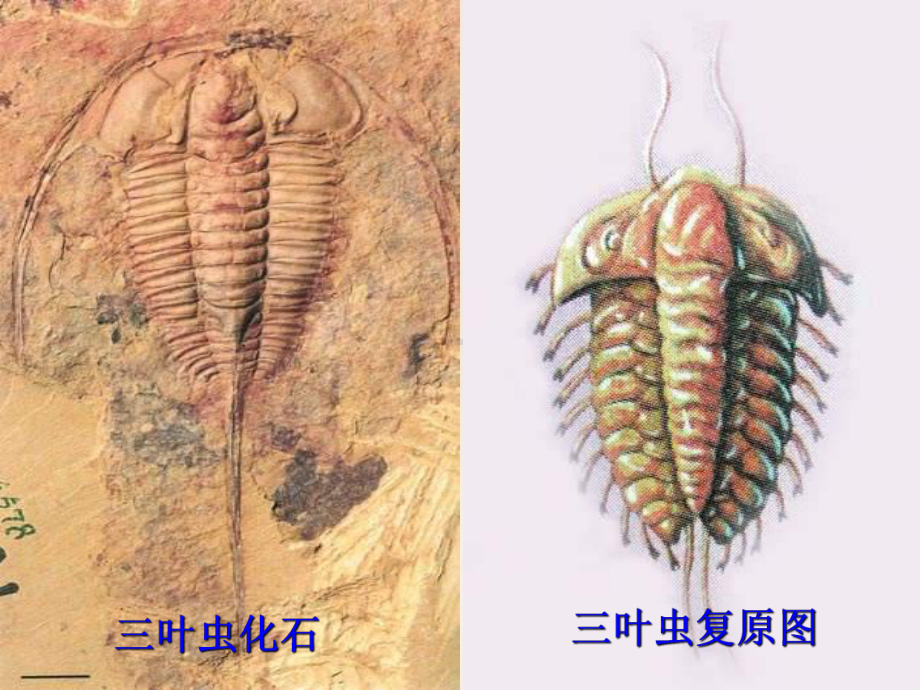 八年级生物下册第三章第二节生物进化的历程课件(新版)(精).ppt_第3页