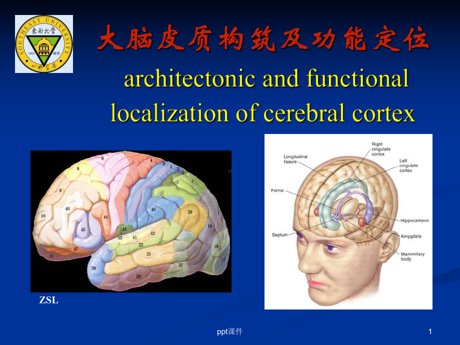 大脑皮质结构与功能分区-ppt课件.ppt_第1页