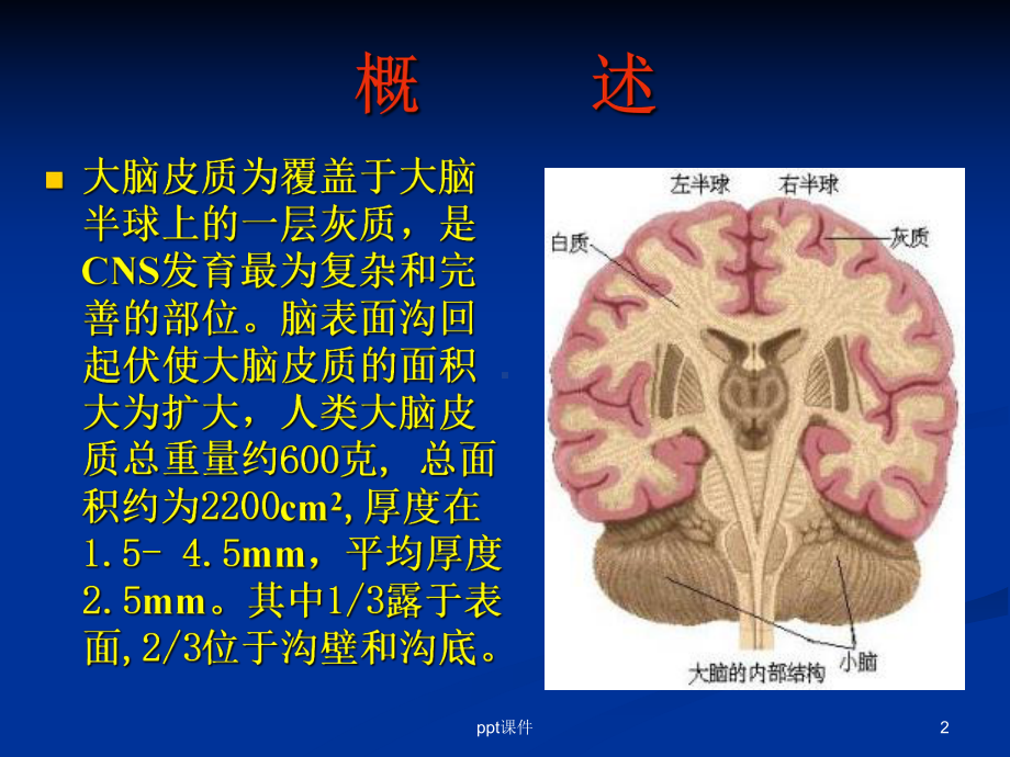 大脑皮质结构与功能分区-ppt课件.ppt_第2页