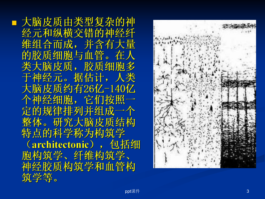 大脑皮质结构与功能分区-ppt课件.ppt_第3页