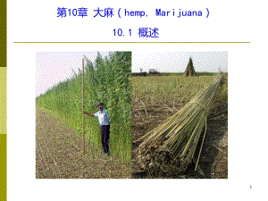 大麻PPT课件.ppt