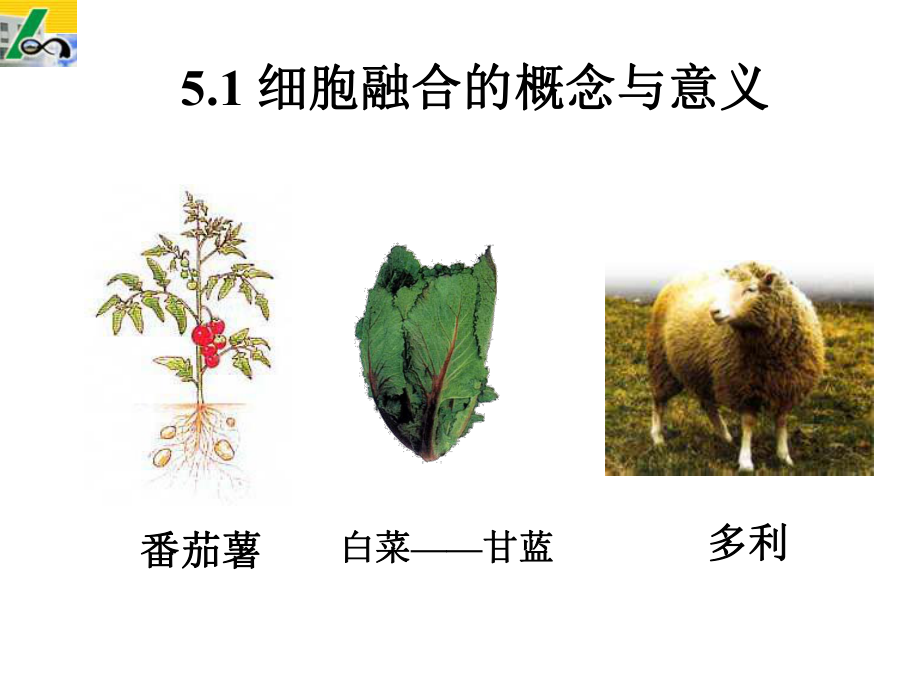 植物细胞工程课件第五章细胞融合.ppt_第3页