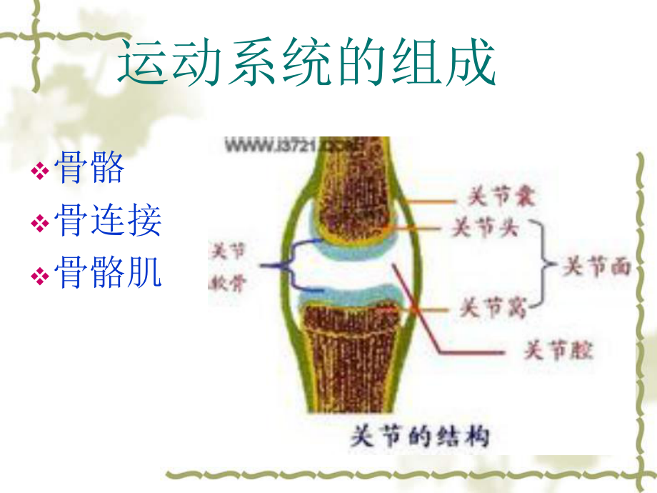 骨骼健康精品PPT课件.pptx_第2页