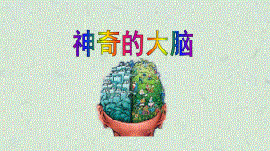 神秘的大脑课件.ppt