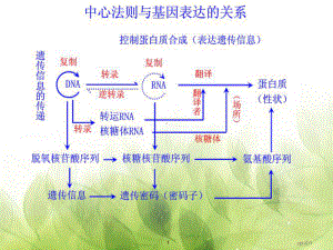 基因突变和基因重组(优质课)-ppt课件.ppt