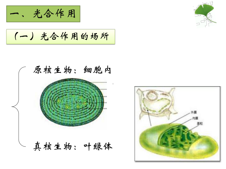 一轮复习专题-光合作用课件.pptx_第2页