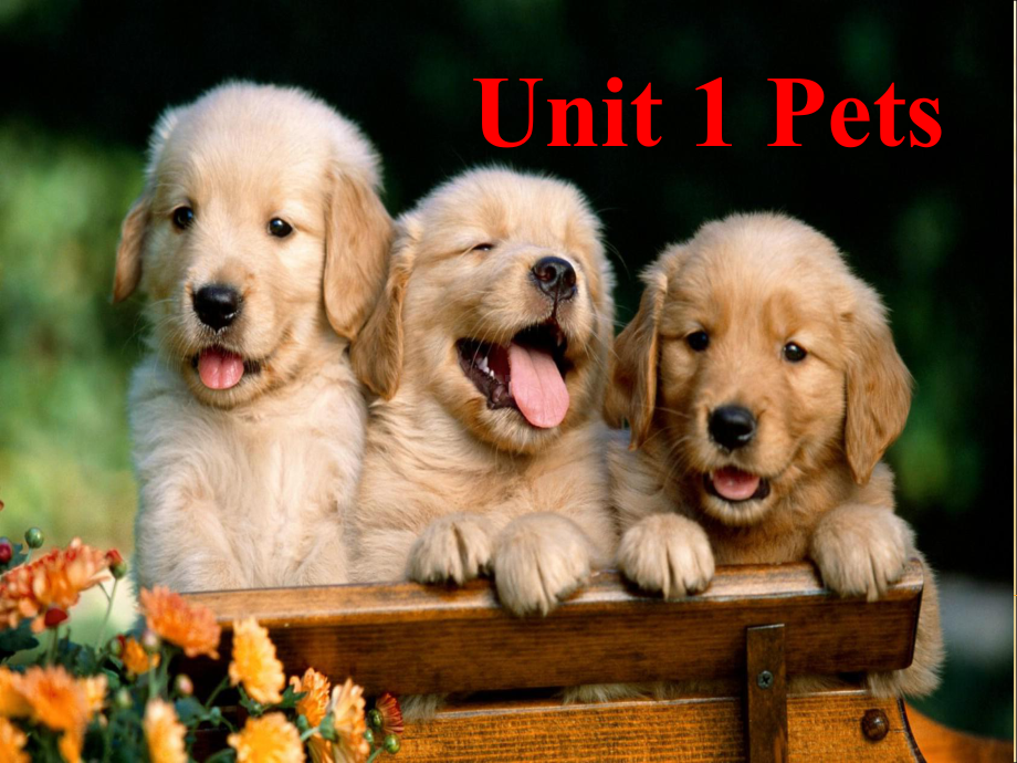 Unit1Pets课件1.ppt（无音视频）_第1页