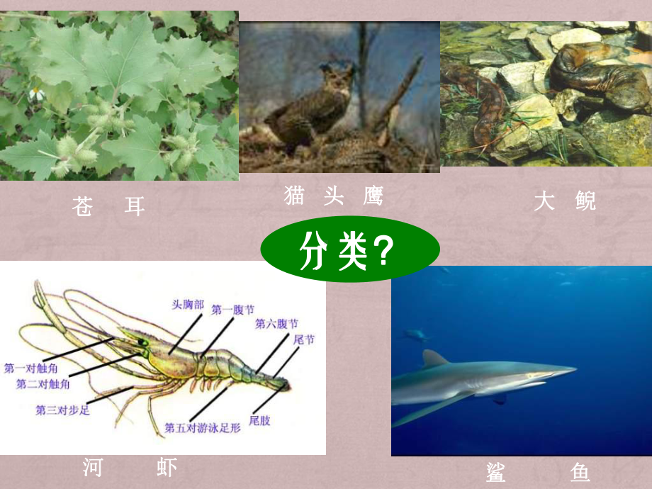 《生物的主要类群》ppt课件-(2).ppt_第2页