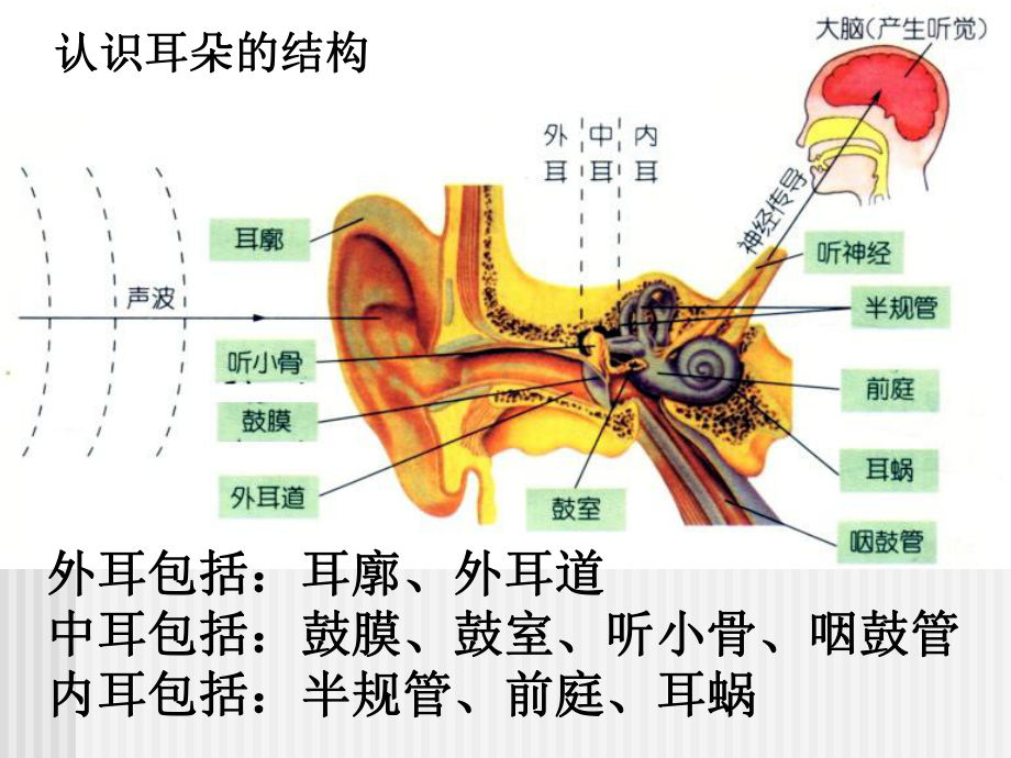 七下课件科学第3节耳和听觉.ppt_第3页