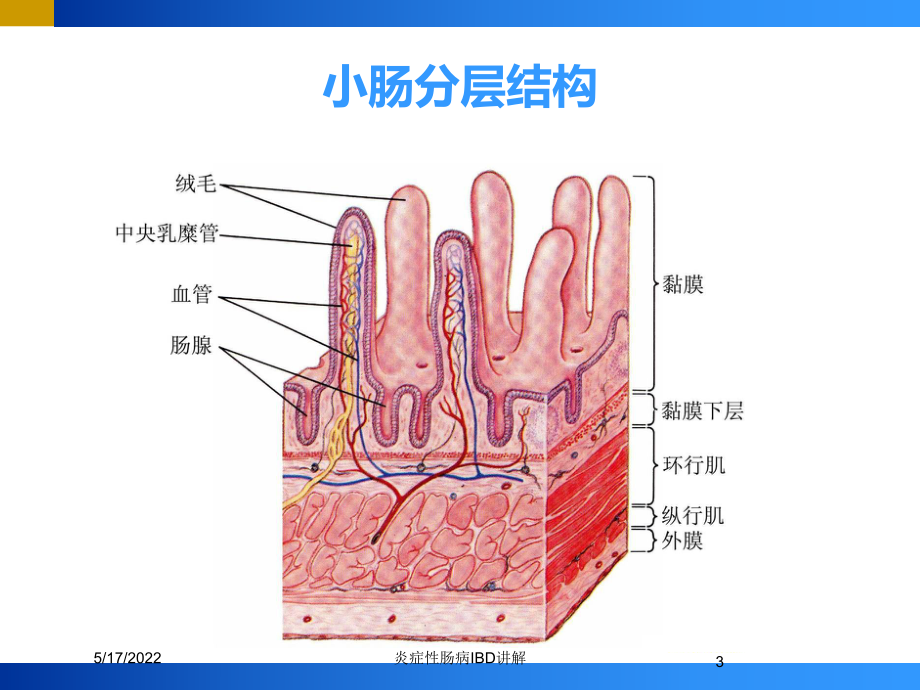 炎症性肠病IBD讲解培训课件.ppt_第3页