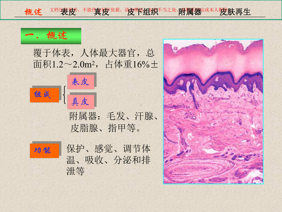 皮肤专业知识讲座课件.ppt_第2页