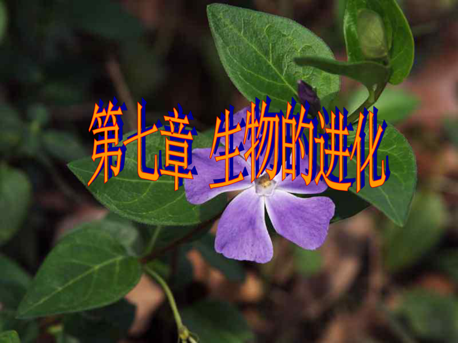 生物进化PPT课件.ppt_第1页