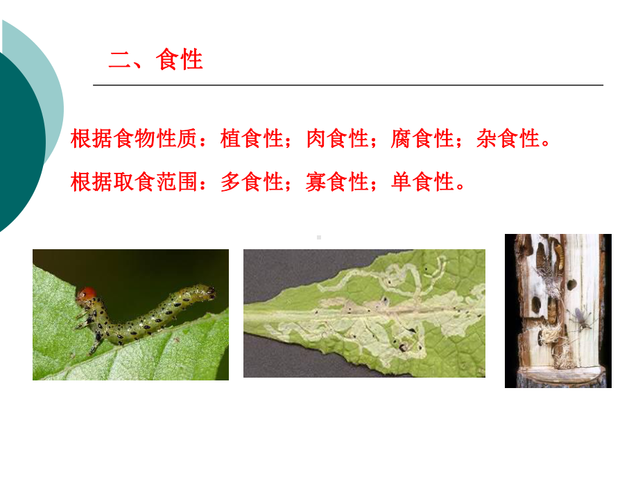 《昆虫的生活习性》课件2.ppt_第3页