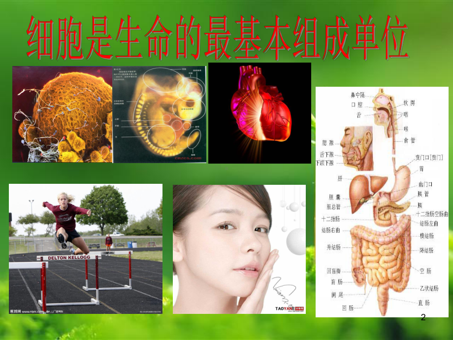 辅酶Q幻灯课件.ppt_第2页