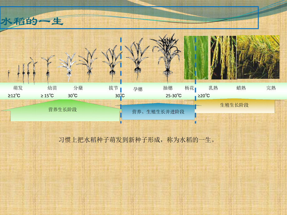 水稻的一生精品课件.ppt_第3页