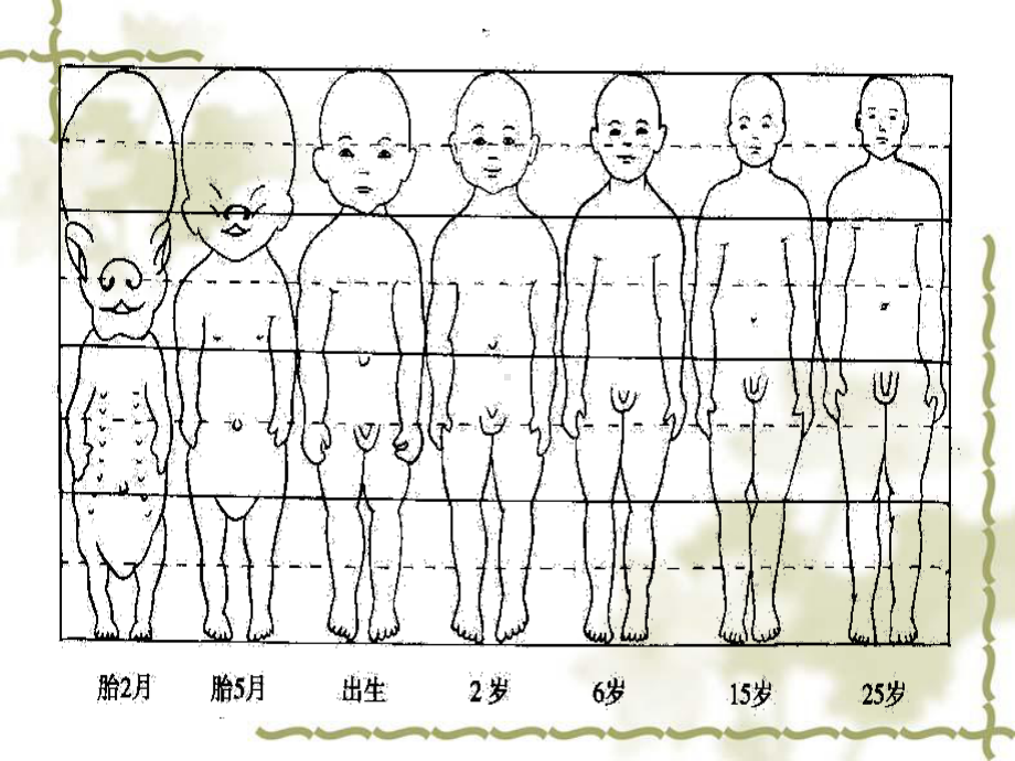 儿童生长发育25465-PPT课件.ppt_第3页