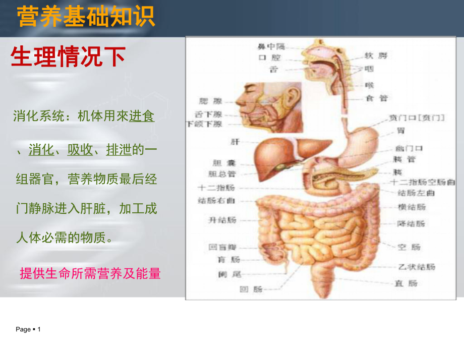 肠管(鼻肠管)-PPT课件.ppt_第1页