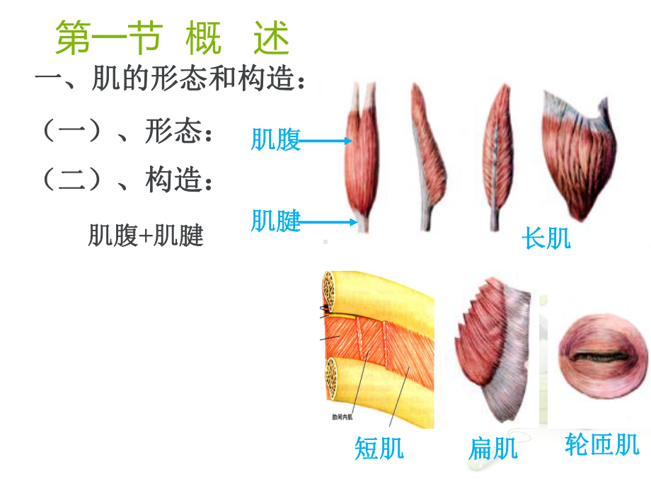 《人体解剖学原理》肌学-ppt课件.ppt_第2页