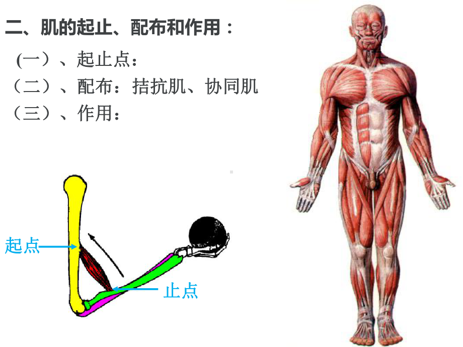 《人体解剖学原理》肌学-ppt课件.ppt_第3页