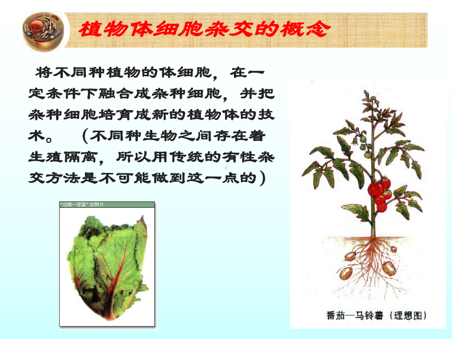 植物细胞工程公开课PPT课件.ppt_第3页