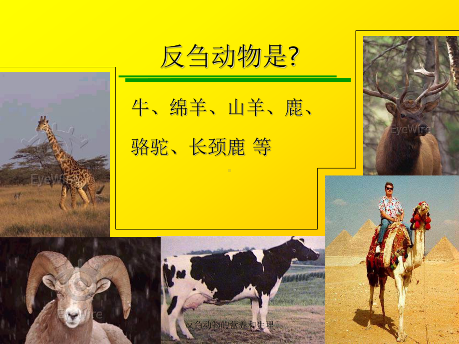 反刍动物的营养和生理培训课件.ppt_第2页