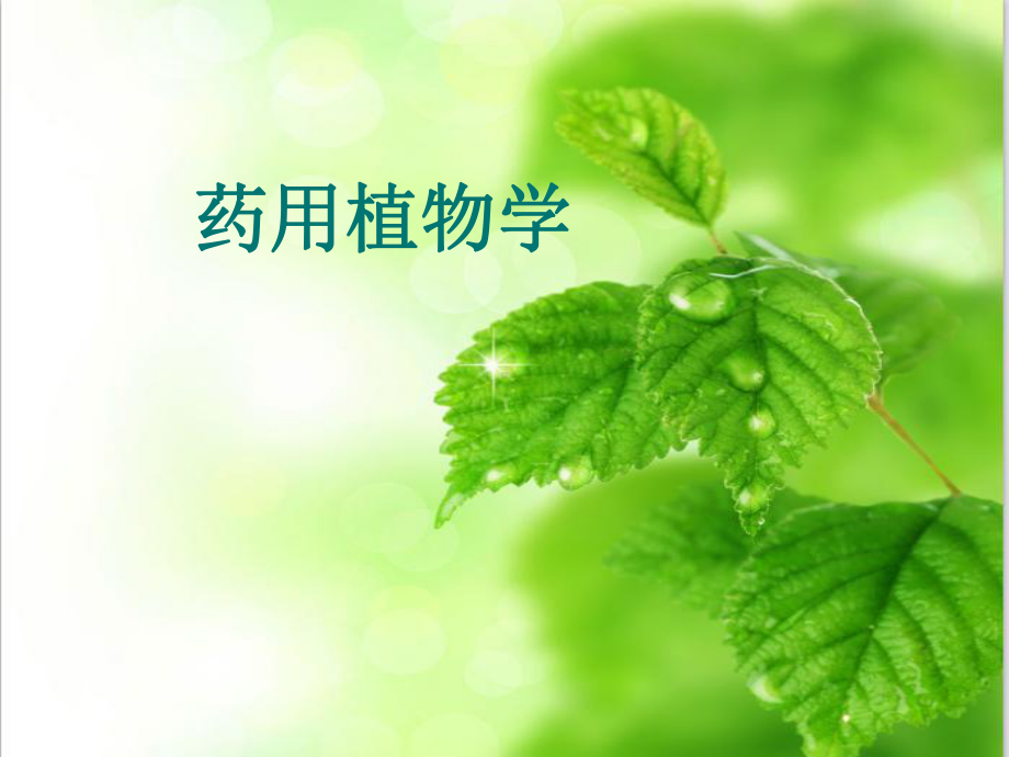 药用植物学-ppt课件.ppt_第1页