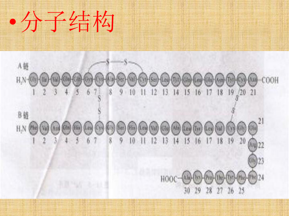 胰岛素的生理作用-PPT课件.ppt_第2页