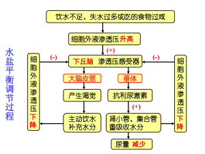 血糖调节-用-PPT课件.ppt