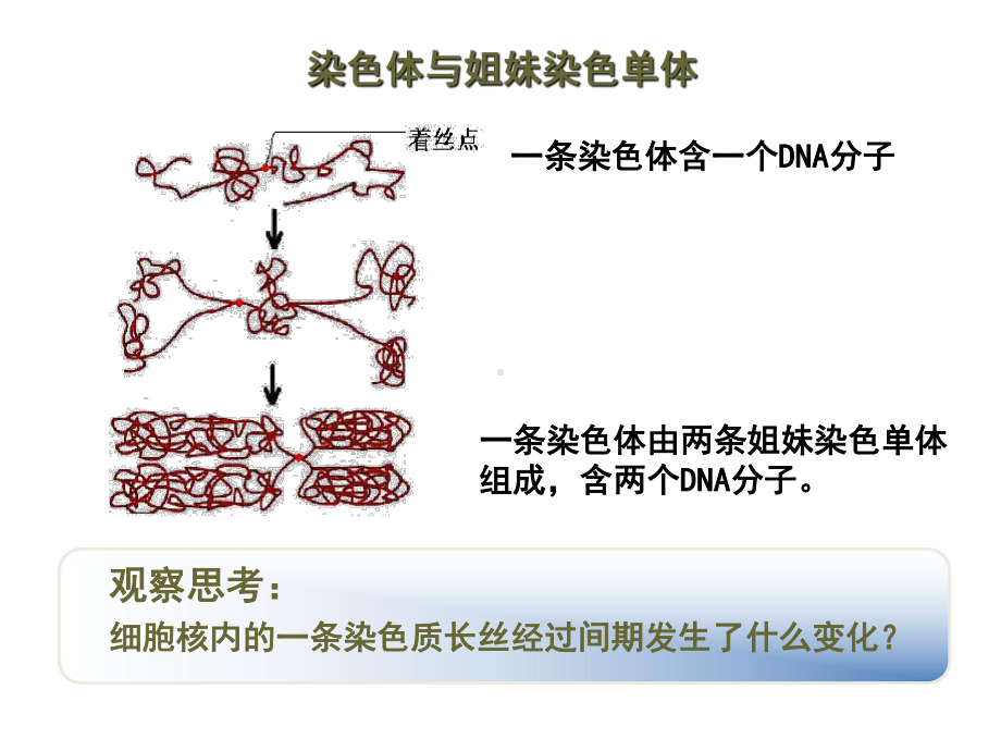 人教版高中生物必修1-细胞的增殖-名师公开课省级获奖课件-(21张).ppt_第2页