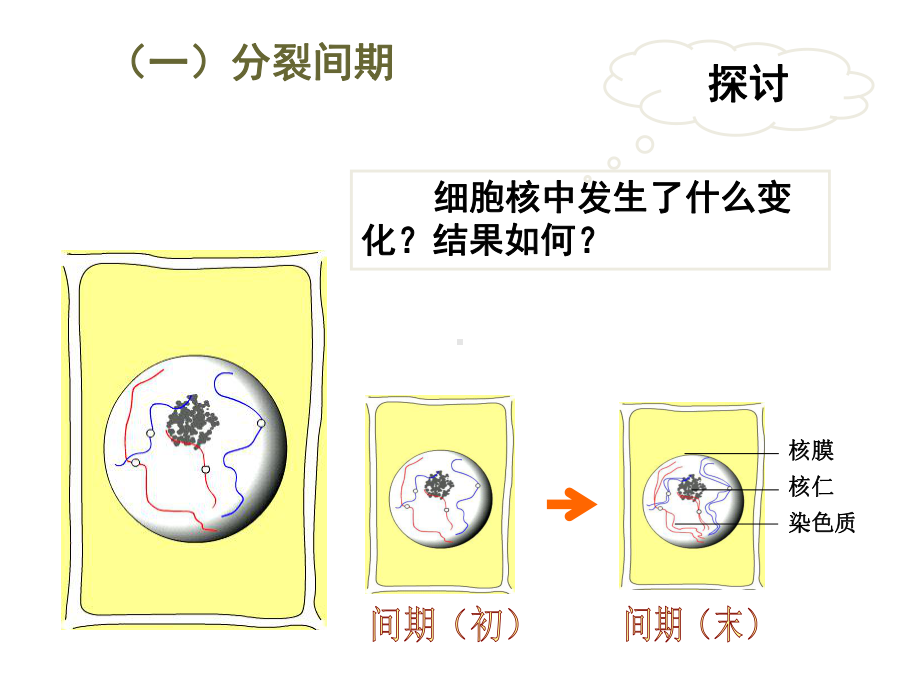 人教版高中生物必修1-细胞的增殖-名师公开课省级获奖课件-(21张).ppt_第3页