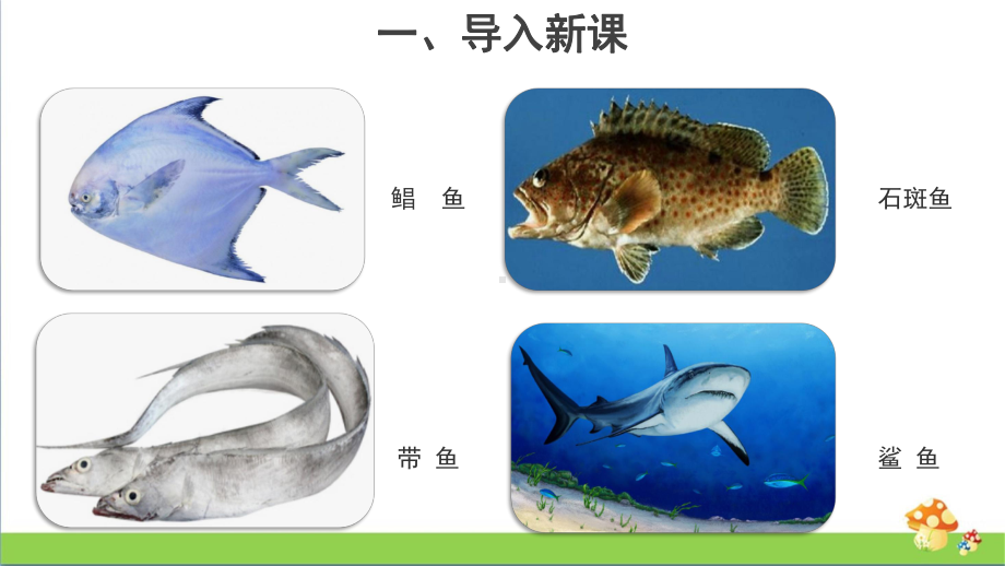 苏教版四年级上科学2鱼类教学课件.pptx_第3页