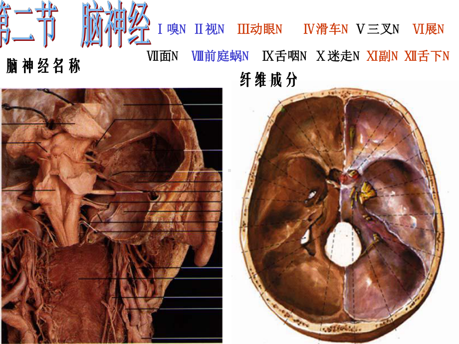 脑神经5-PPT课件.ppt_第1页