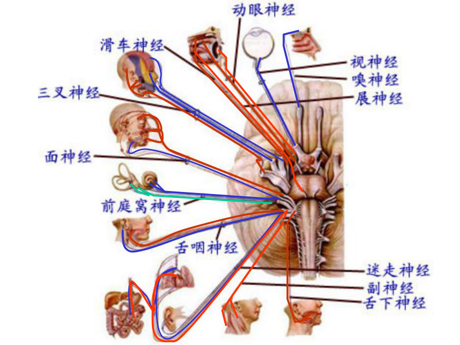 脑神经5-PPT课件.ppt_第2页