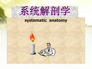 系统解剖学(全套课件)-PPT(同名2164).ppt