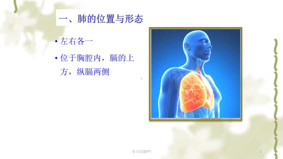 肺ppt课件.ppt_第3页