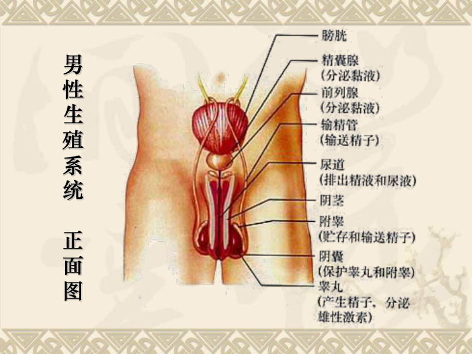 人的生殖-PPT课件.ppt_第2页