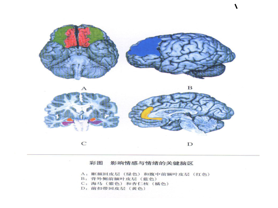 情绪和脑专业知识宣讲PPT培训课件.ppt_第3页