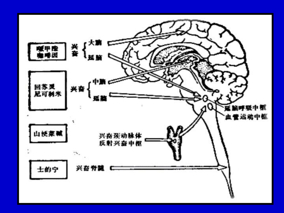 18中枢兴奋药-PPT课件.ppt_第2页