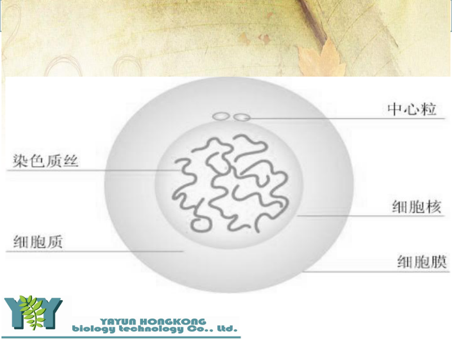 皮肤生理学和皮肤问题课件.ppt_第2页