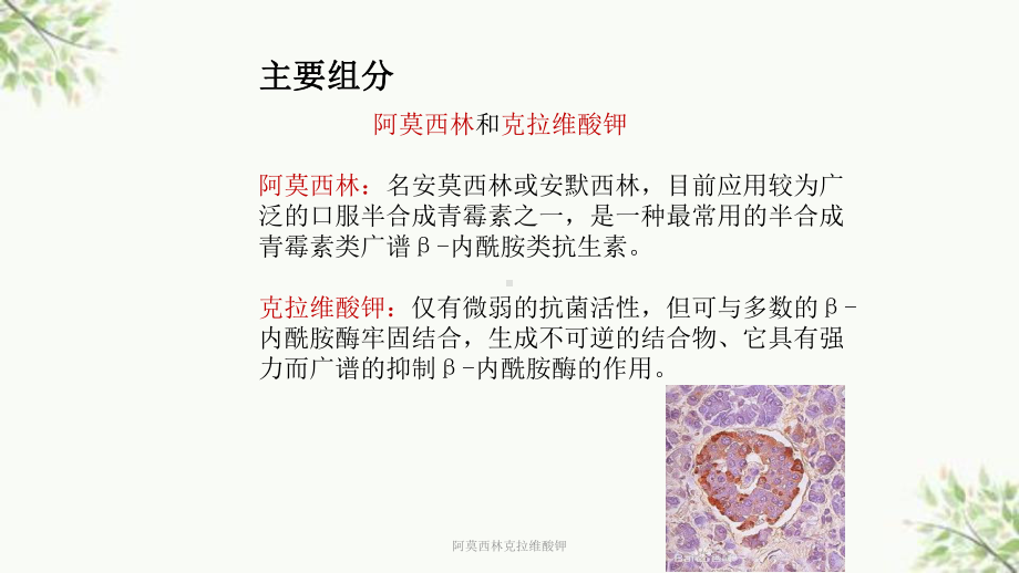 阿莫西林克拉维酸钾ppt课件.ppt_第2页