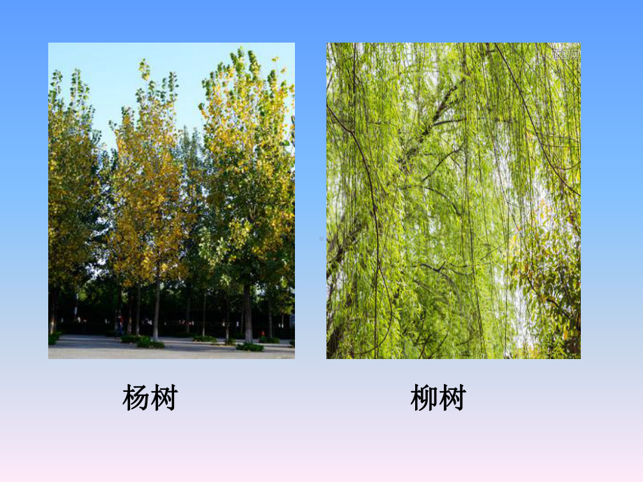 《植物过冬》课件1.ppt_第3页