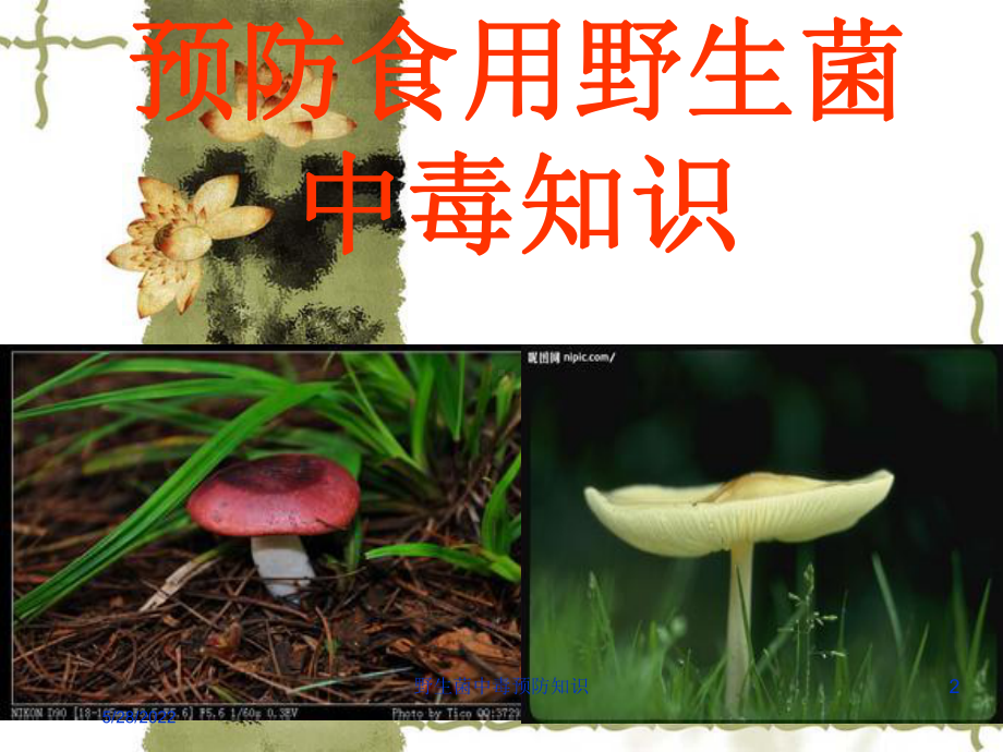 野生菌中毒预防知识培训课件.ppt_第2页