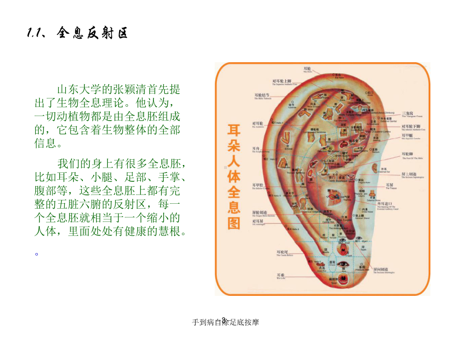 手到病自除足底按摩培训课件.ppt_第3页